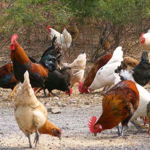 绿之源家庭农场（20：18直播）