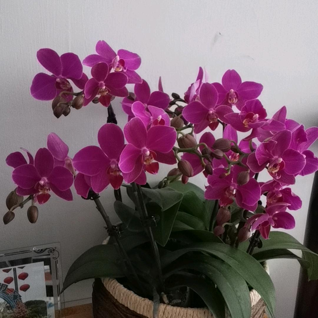 蜗牛攀爬