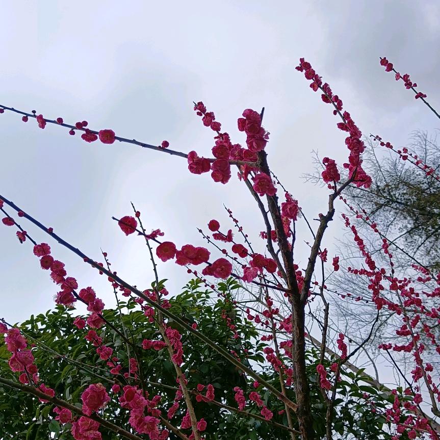 葡萄很陶🍇