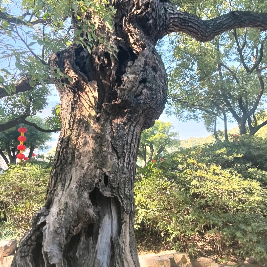 老槐树