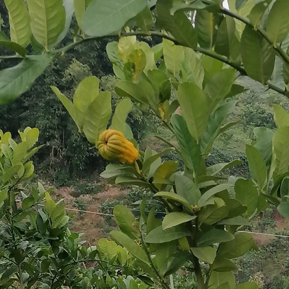 双十二