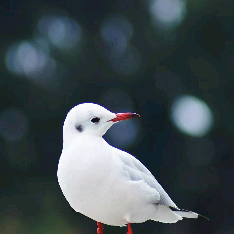 慧儿