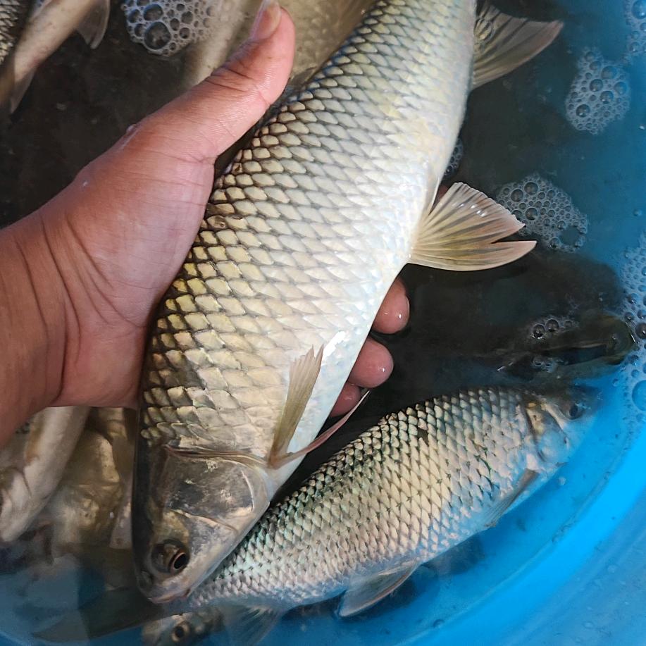 JGY.钓鱼界的喂鱼大师