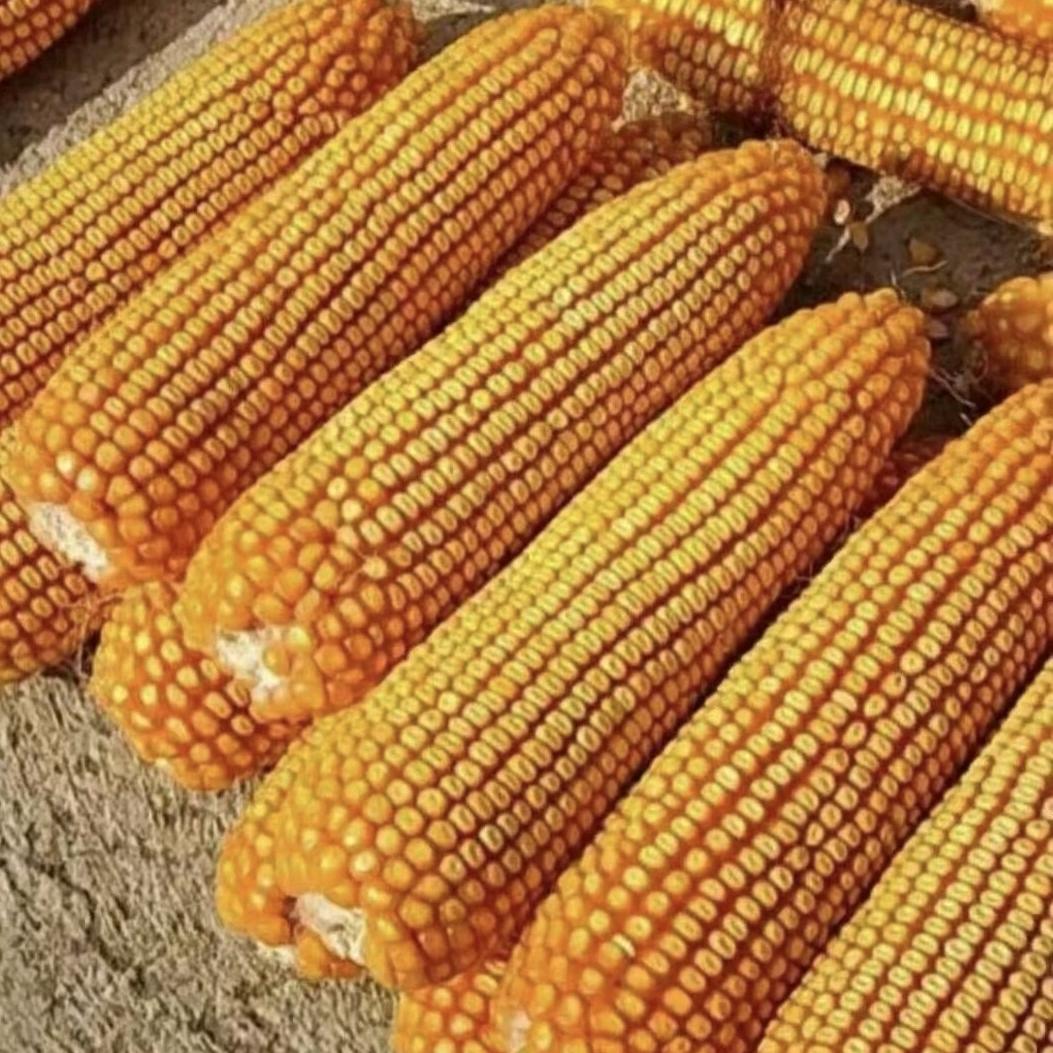 金佳航种业～方圆