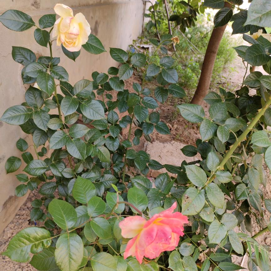 冰🍁封🍁的🍁爱🍁