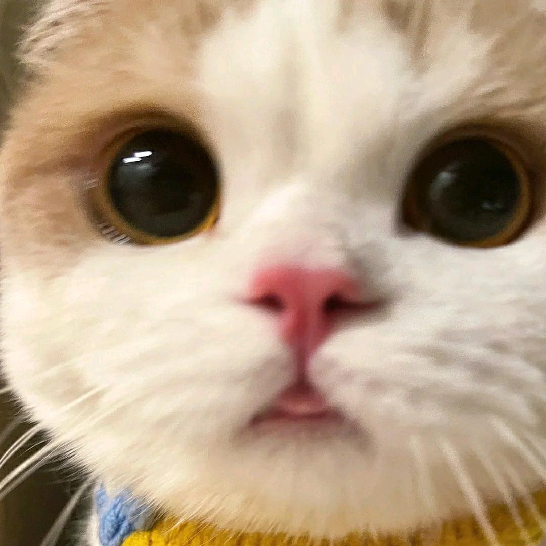 无情🐑