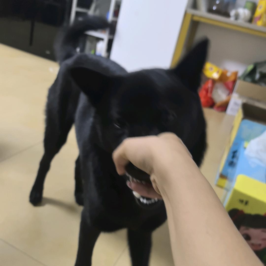 警告自己不要恋爱脑日记