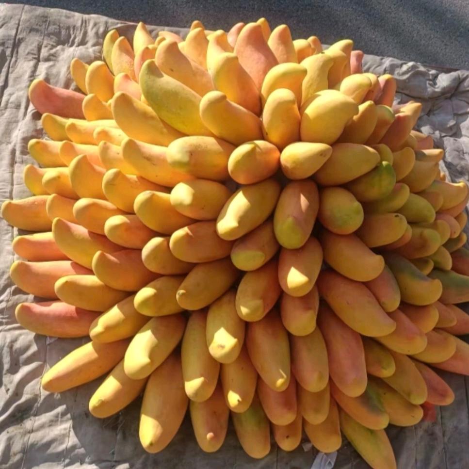 勇敢的心《♥》