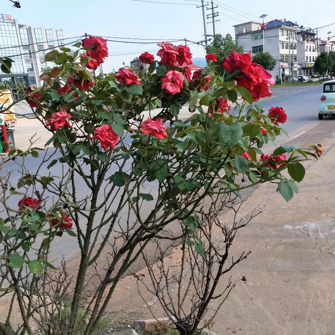 富平