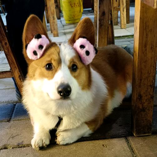 子衿