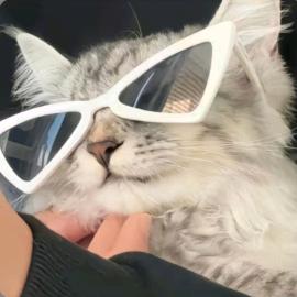 不是一直🐟鱼