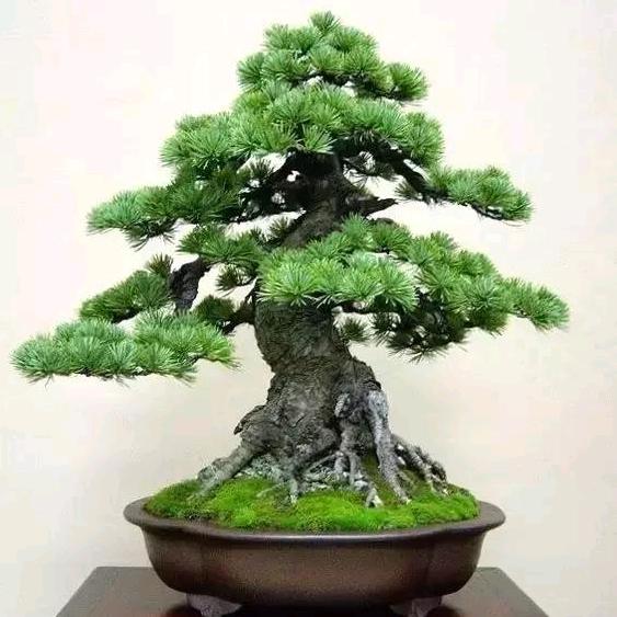 逸妍盆景园艺