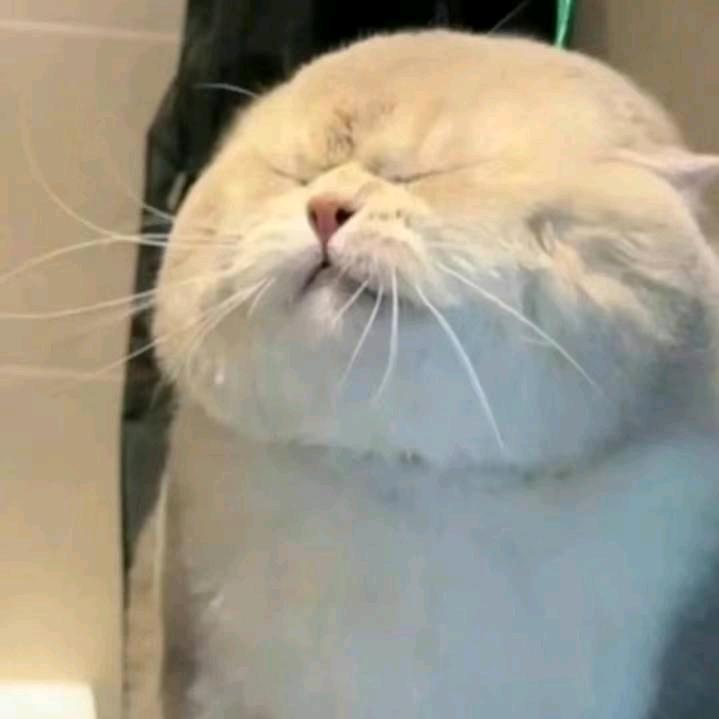 Anima