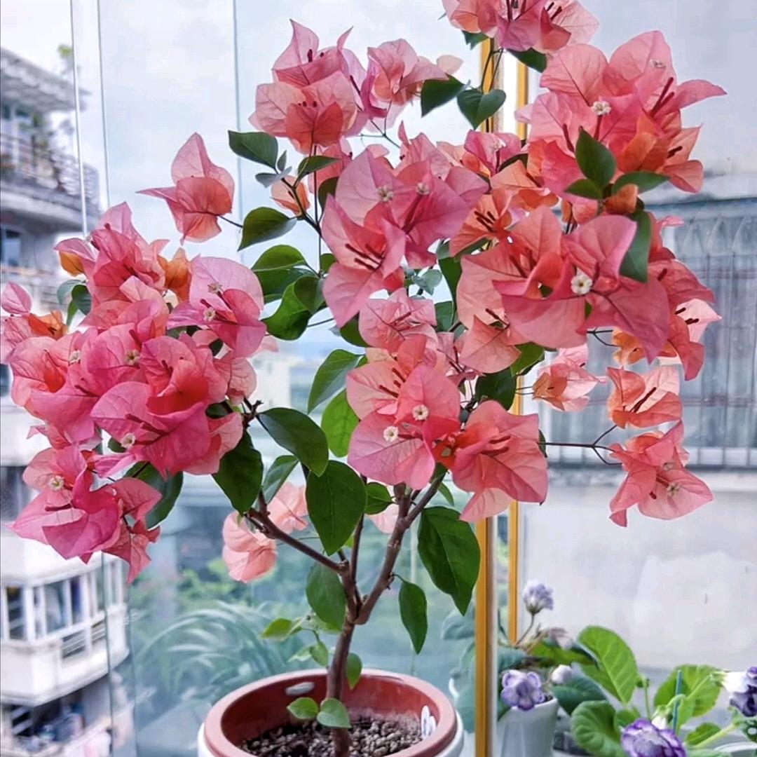 晴天花园