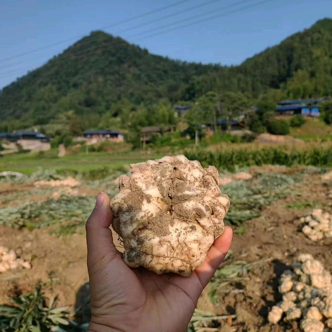 隆回百合之乡