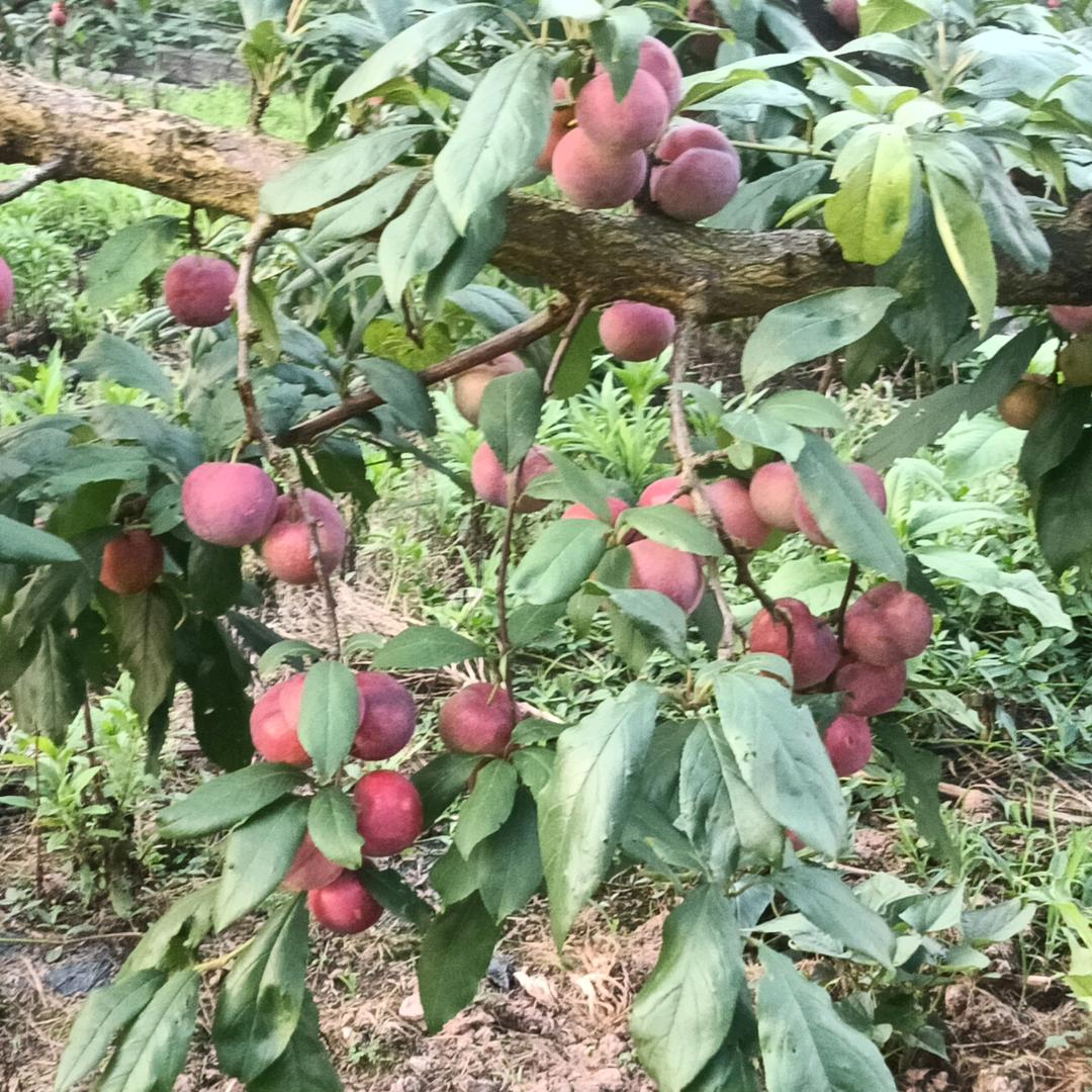 （夏）幺哥