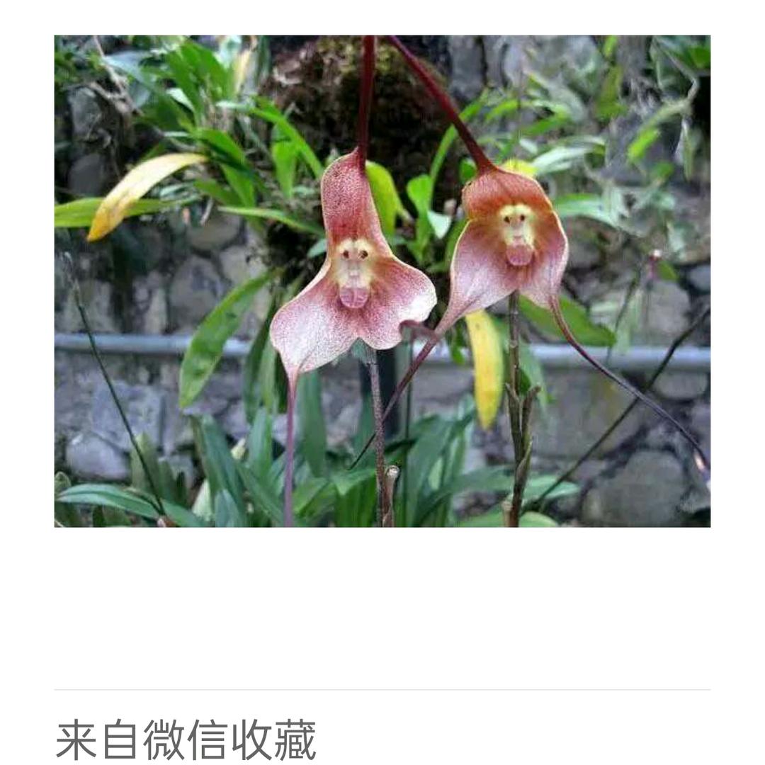 水中花