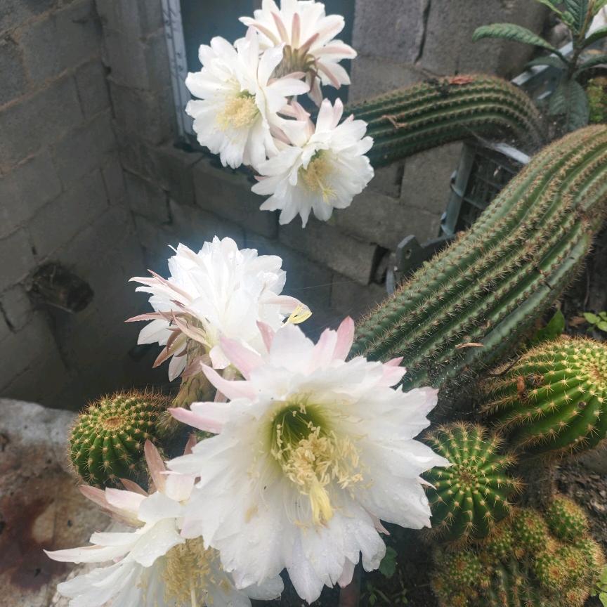 苹果开花