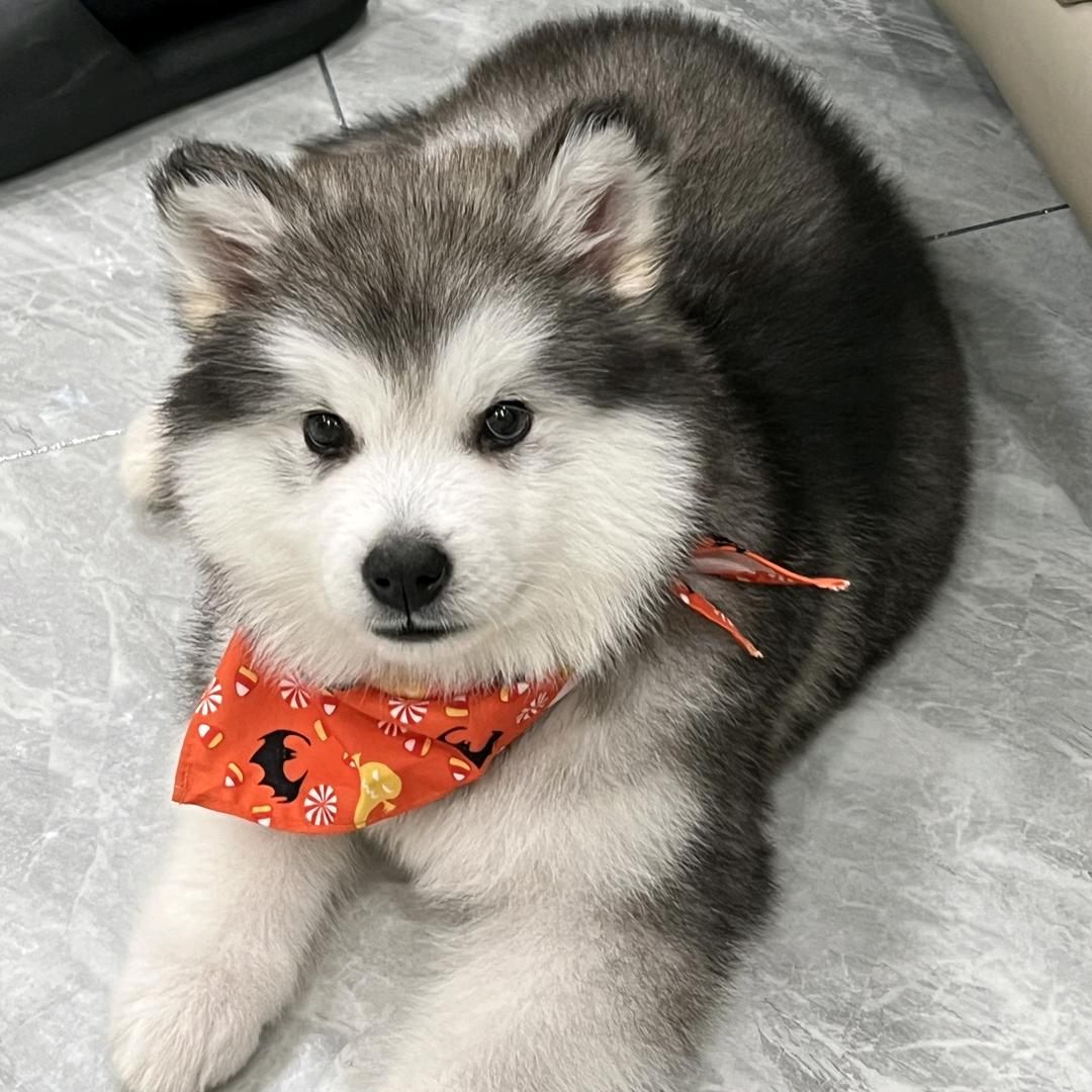 中盛╭☞✪ω✪╭☞犬舍
