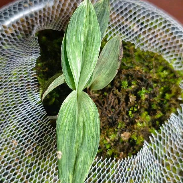 磨银花卉