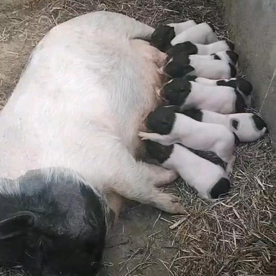 商丘巴马香猪生态养殖