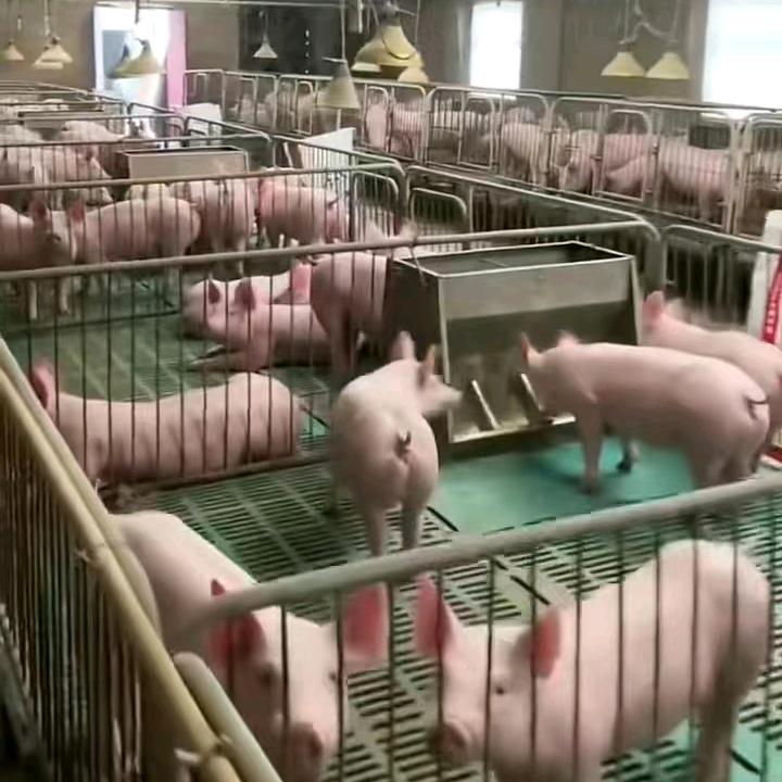 云南苏中种猪繁育