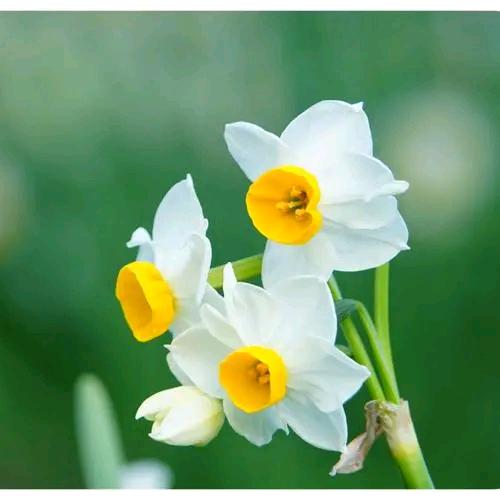 水仙花💐