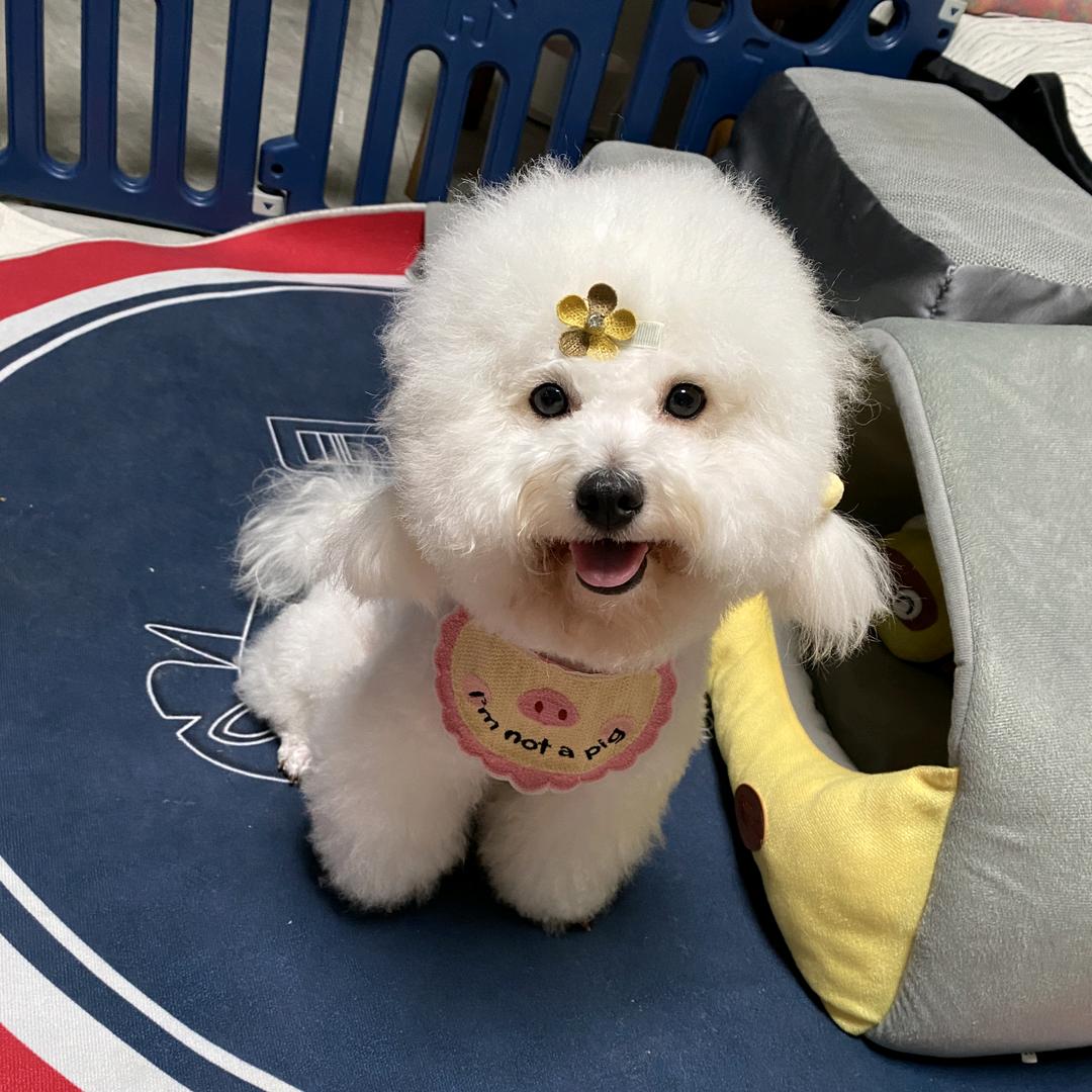 喜念宠物食品严选店