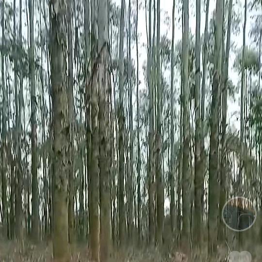 想你的时候