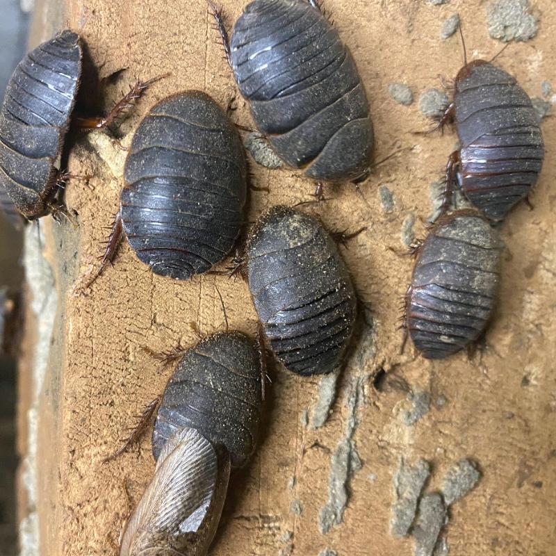 专业土元养殖基地