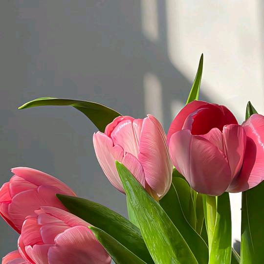 西维亚家居