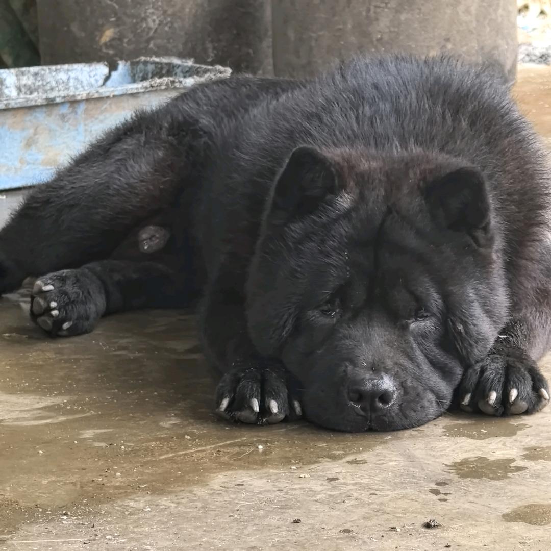 田园犬广东三毛