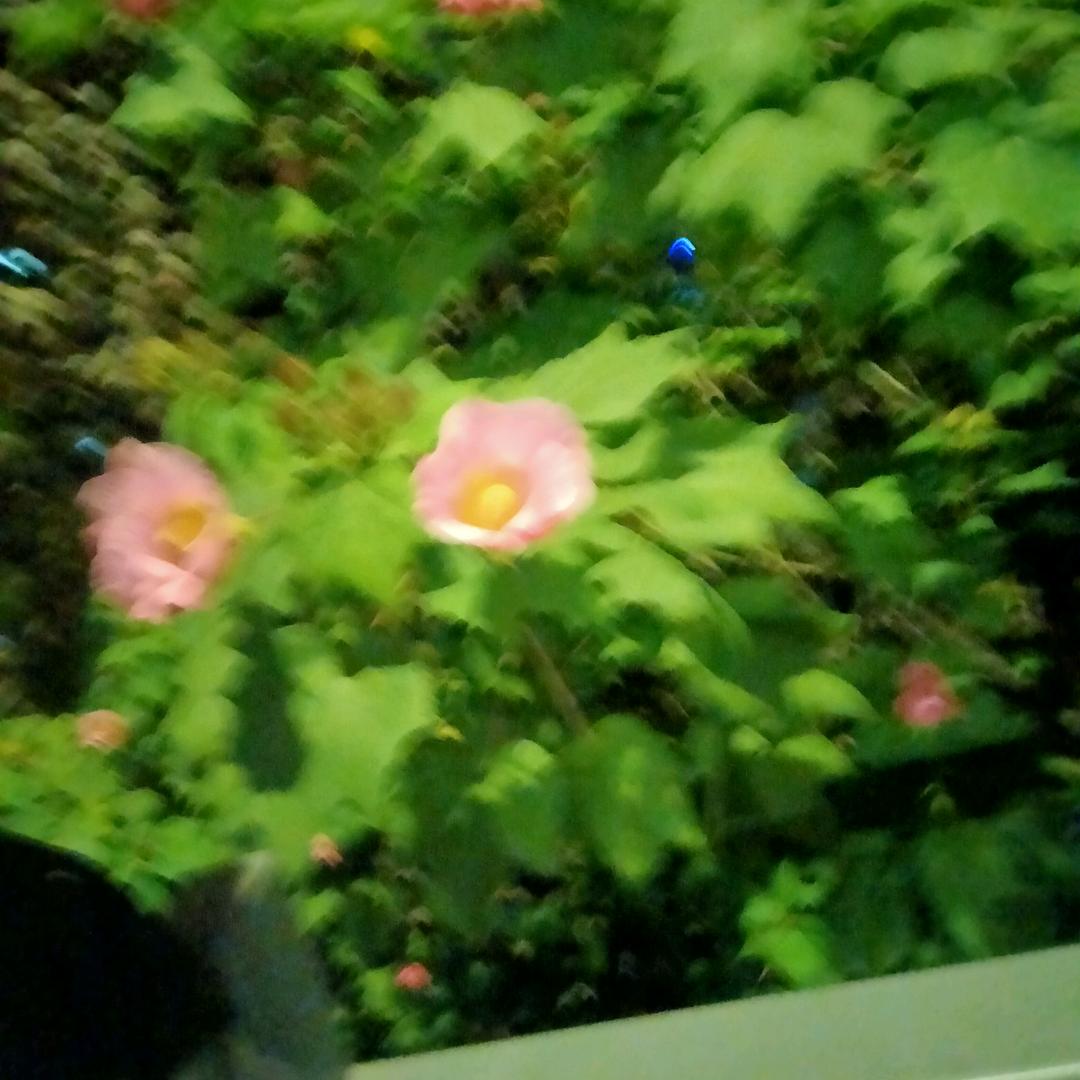 旺哥