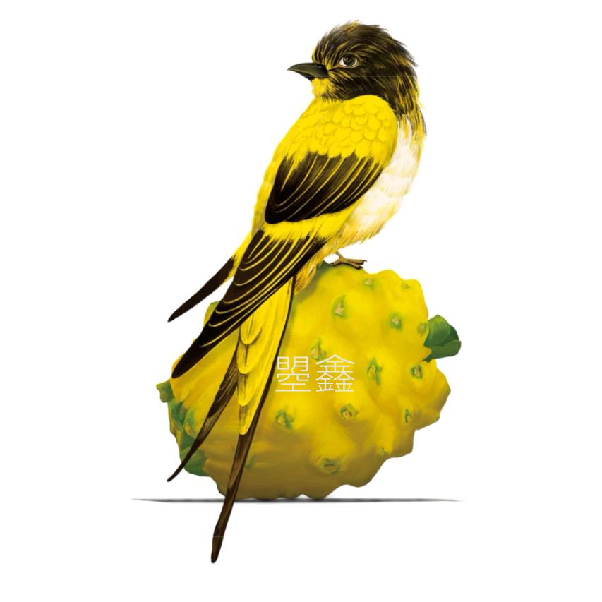 曌鑫燕窝果：發哥