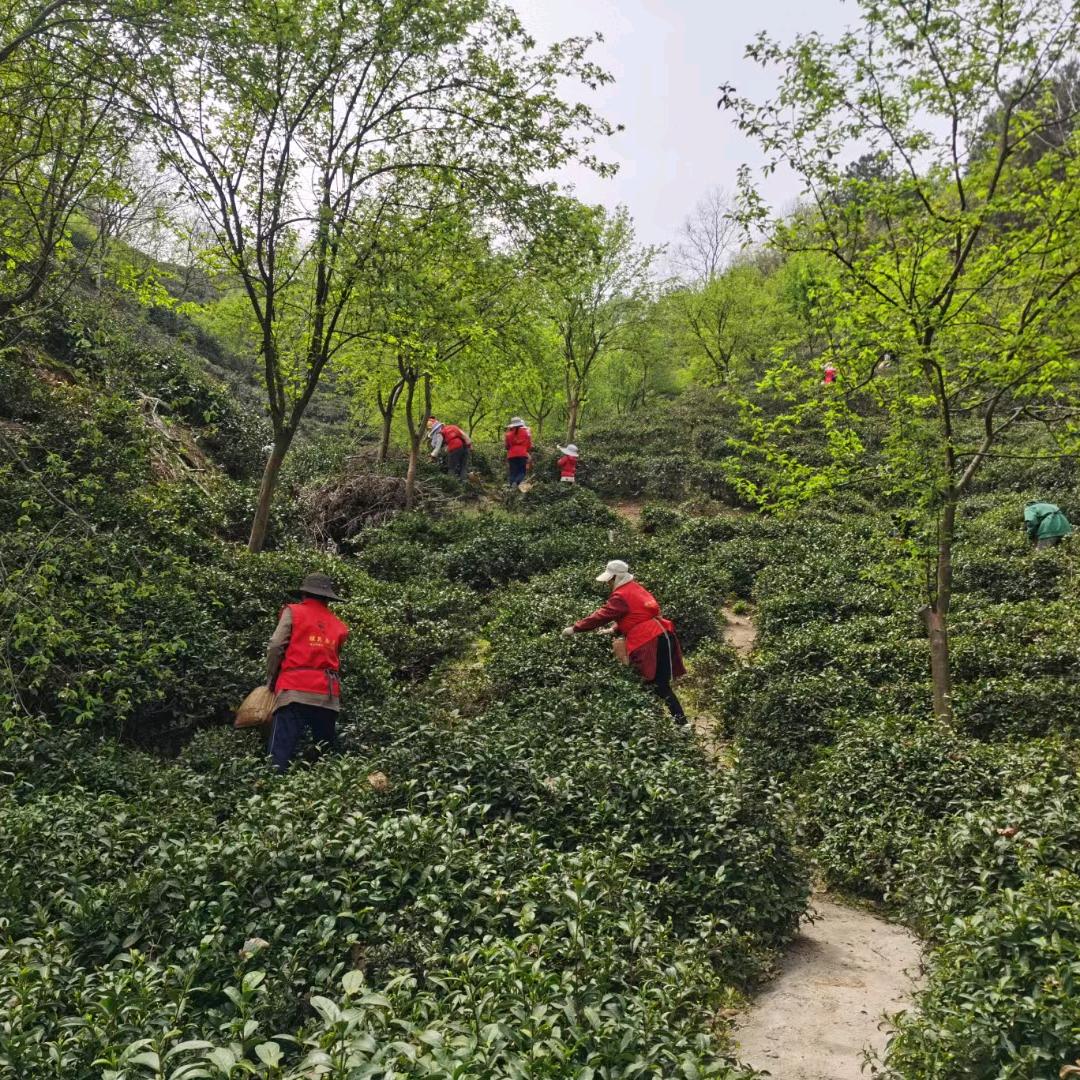半山茶叶