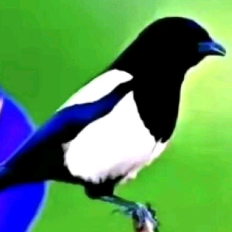 扎西112233445566