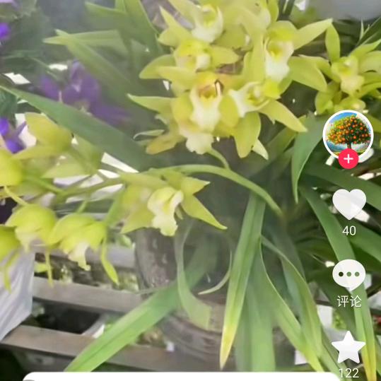 芹姐姐