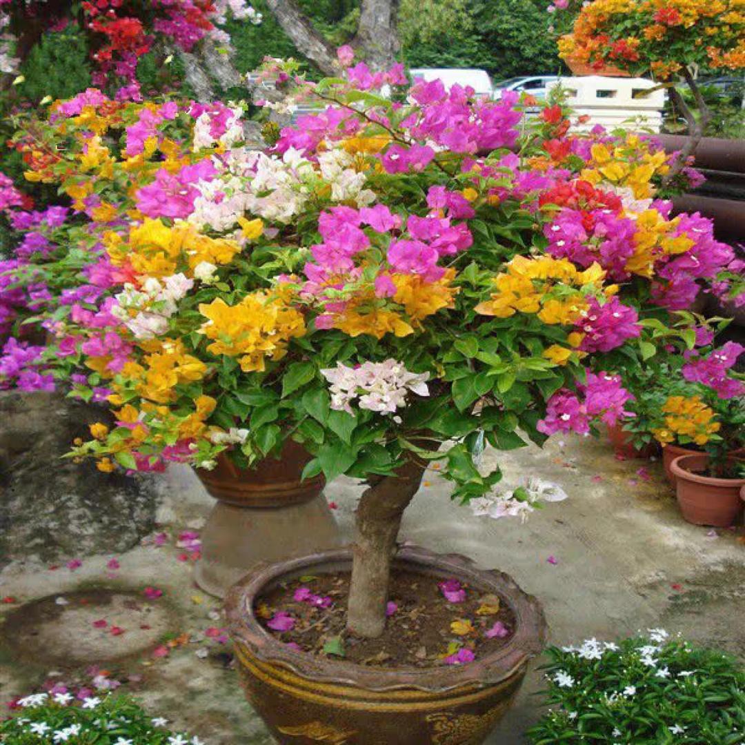 💞ල᭄@໑ຼₒ₂5ღ᭄幸运遇见你꧔ꦿ: