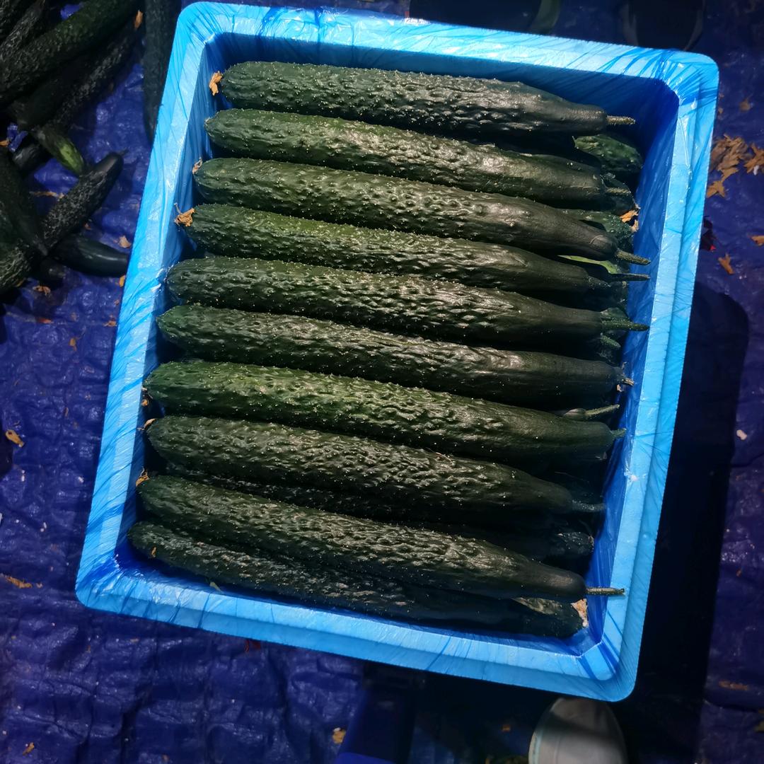 贵州 青瓜
