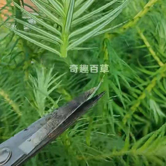 单身姐姐