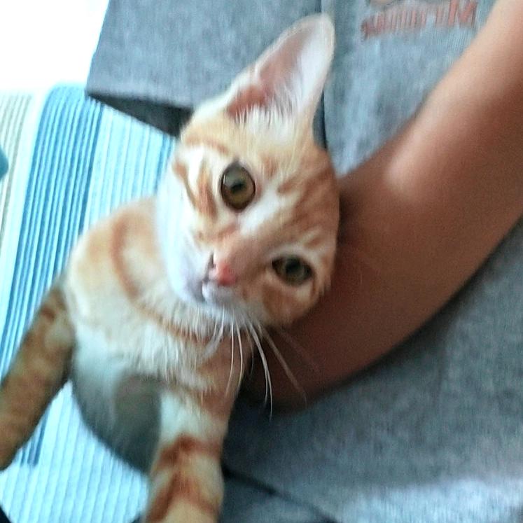 惜晨慕暮