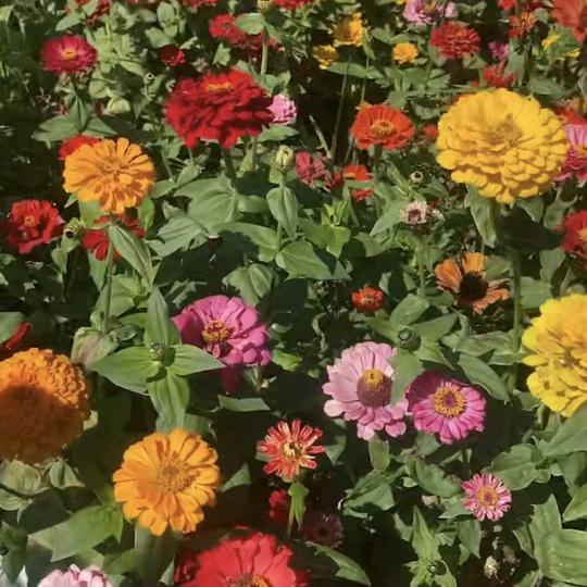 花花