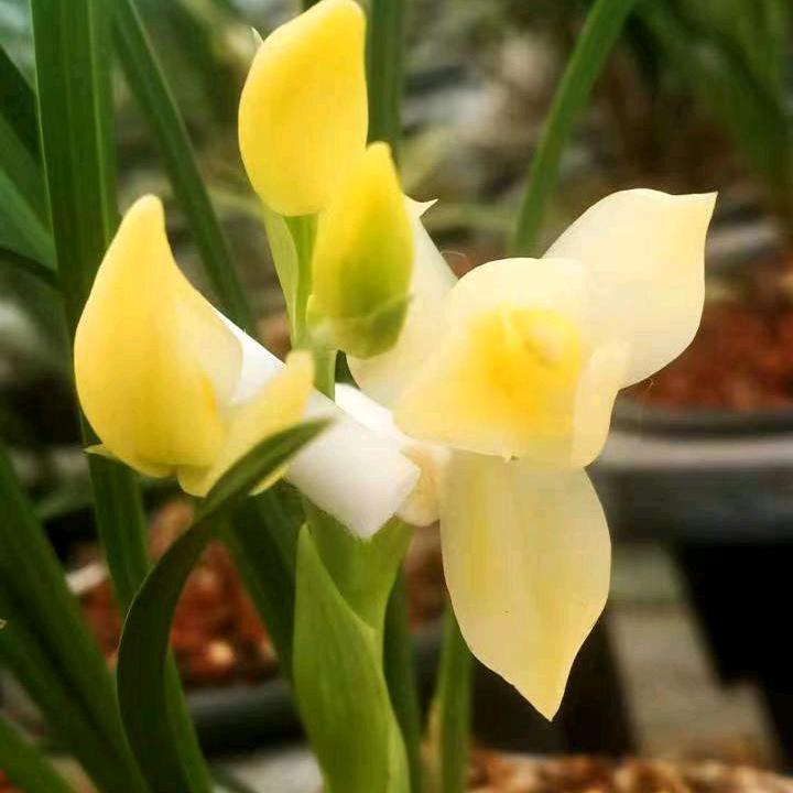未来之星兰花