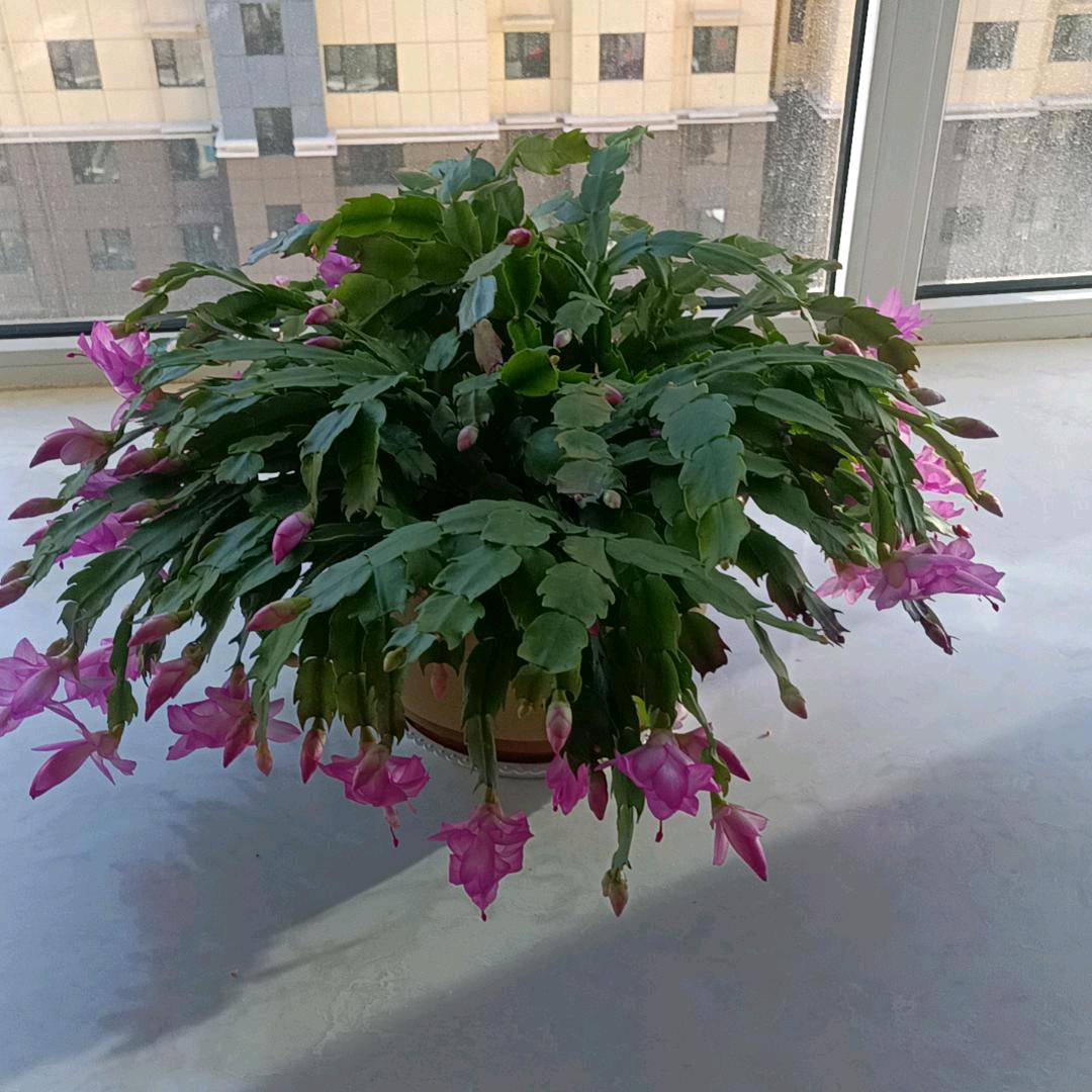 锦华水月