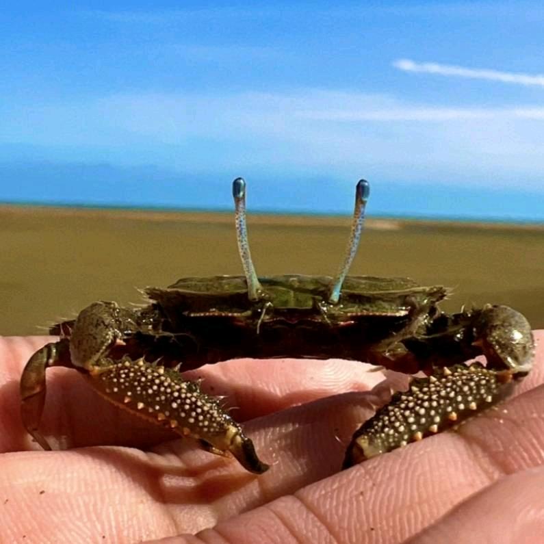 顺子赶海钓鱼