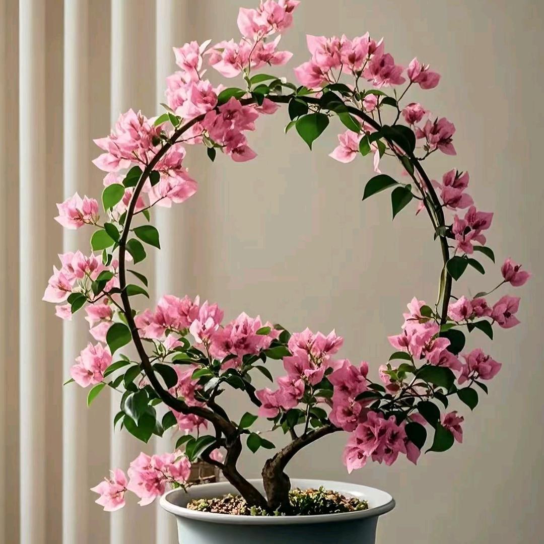 花映坊三角梅园艺基地