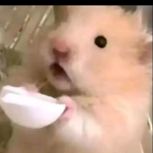 偷吃中的鼠鼠
