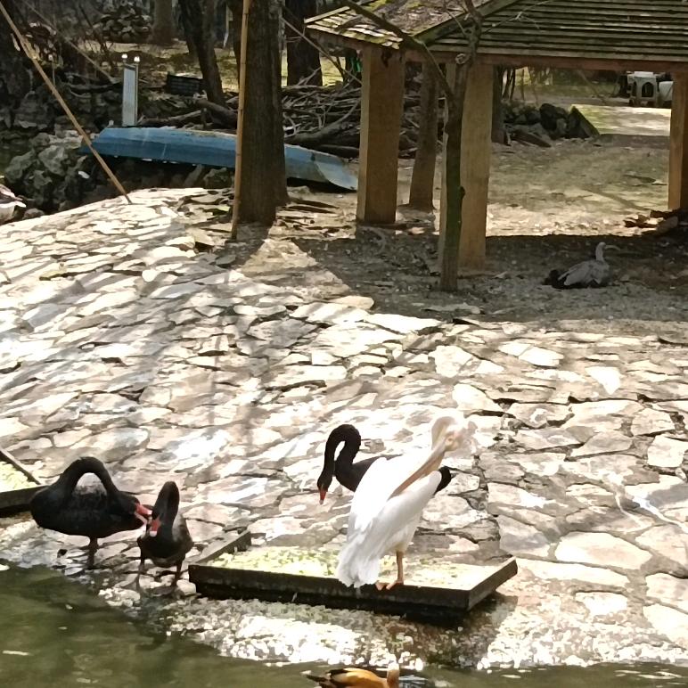 华哥爱唱歌大号