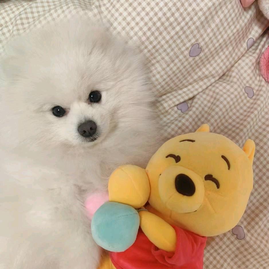 永远喜欢真成的你