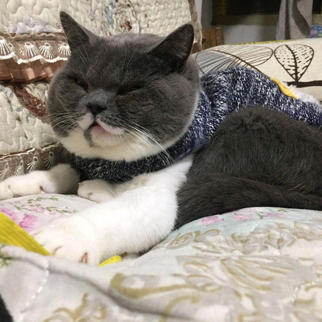 小布丁呀